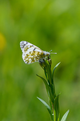Euchloe ausonides