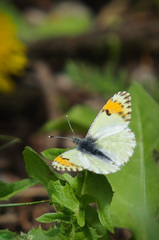 Anthocharis julia sulfuris