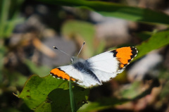 Anthocharis julia sulfuris