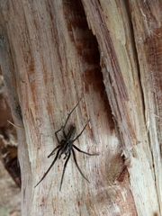 Cambridgea inaequalis