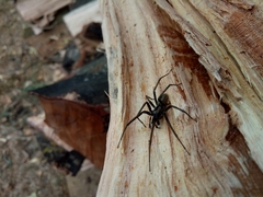 Cambridgea inaequalis