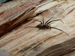 Cambridgea inaequalis