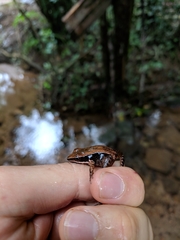 Indosylvirana