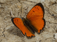 Lycaena ottomanus