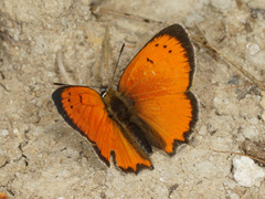Lycaena ottomanus