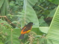 Ramphocelus flammigerus flammigerus