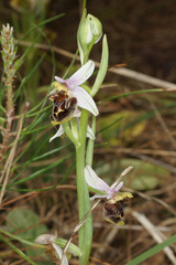 Ophrys fuciflora heterochila