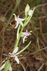 Ophrys fuciflora heterochila