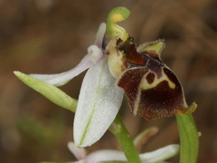 Ophrys fuciflora heterochila