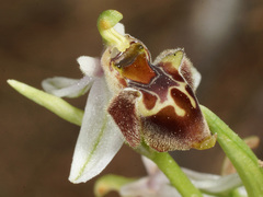 Ophrys fuciflora heterochila