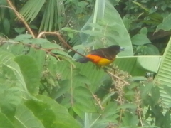 Ramphocelus flammigerus flammigerus