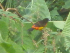 Ramphocelus flammigerus flammigerus