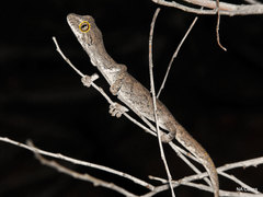 Strophurus strophurus