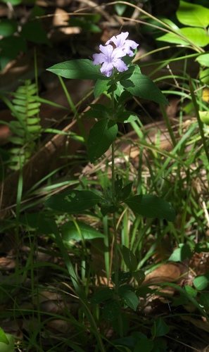 Ruellia image