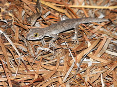 Strophurus strophurus