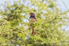 Sporophila peruviana