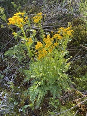 Packera millefolium