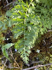 Packera millefolium
