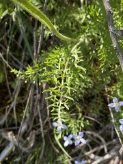 Packera millefolium