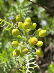 Packera millefolium