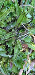 Plantago unibracteata