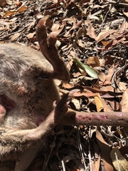 Potorous tridactylus