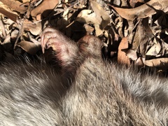 Potorous tridactylus