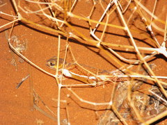 Nephrurus levis occidentalis