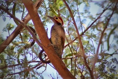 Colaptes atricollis