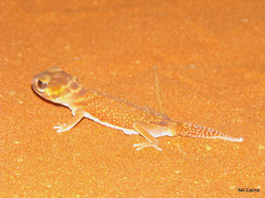 Nephrurus levis occidentalis