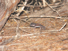 Nephrurus levis occidentalis