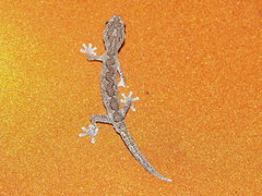 Strophurus strophurus