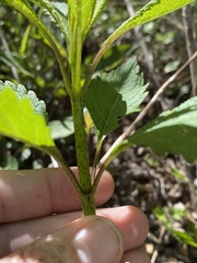 Eutrochium maculatum maculatum