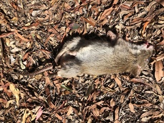 Potorous tridactylus