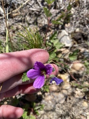Erodium texanum