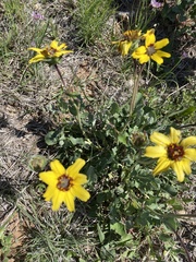 Berlandiera lyrata