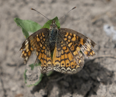 Phyciodes graphica