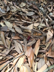 Dicelosternus corallinus