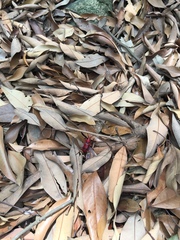 Dicelosternus corallinus