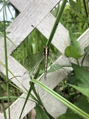 Ascalohybris subjacens