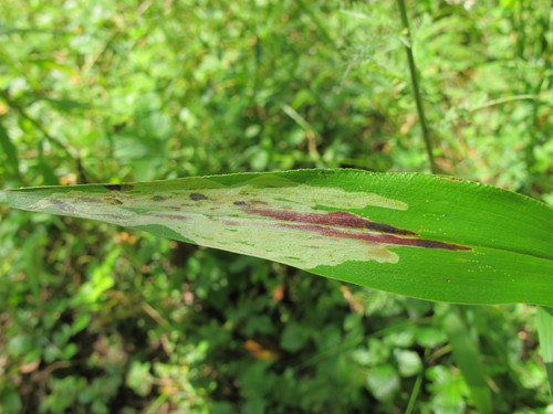Cerodontha angulata (Loew, 1869)