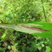 Cerodontha angulata - Photo (c) Jason J. Dombroskie, μερικά δικαιώματα διατηρούνται (CC BY-NC), uploaded by Jason J. Dombroskie