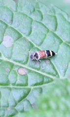 Macroglipa
