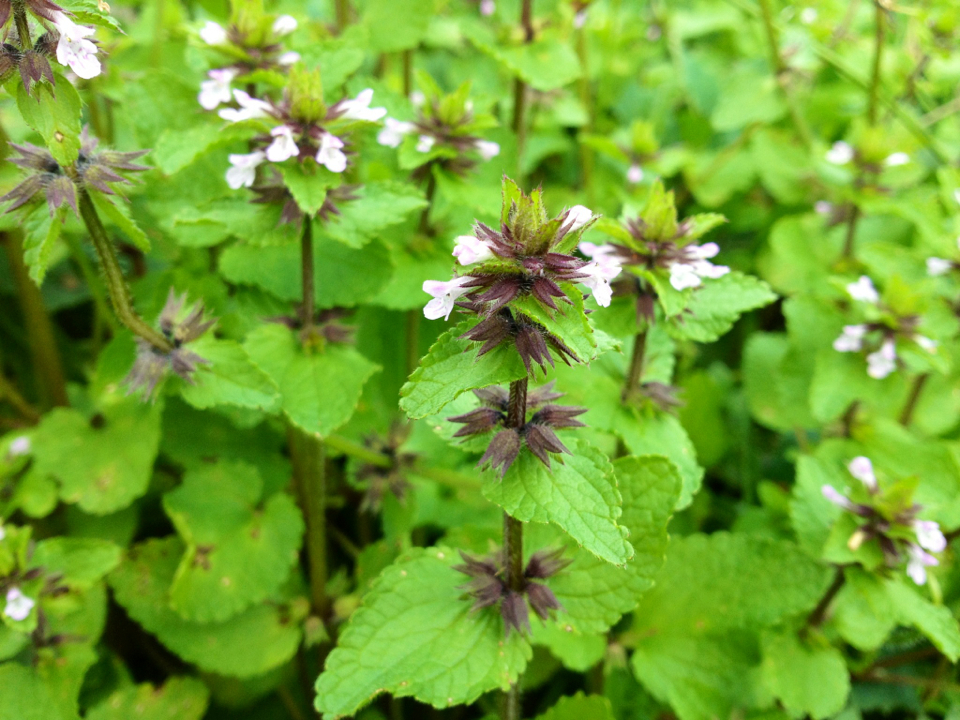 Stachys arvensis