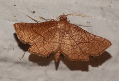 Hexeris enhydris