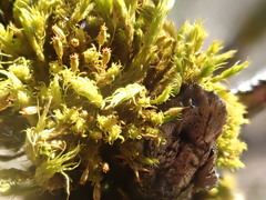 Ulota obtusiuscula