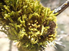 Ulota obtusiuscula