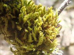 Ulota obtusiuscula
