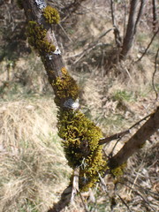 Ulota obtusiuscula