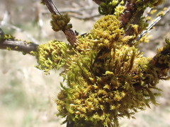 Ulota obtusiuscula